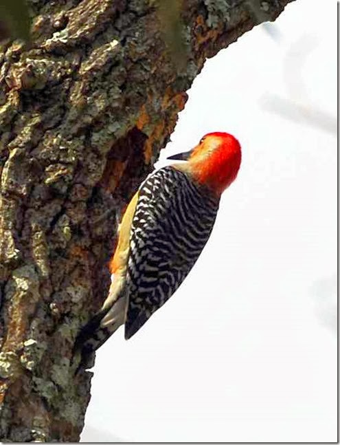 Woodpecker 5
