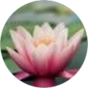 Delaine Johnson profile picture