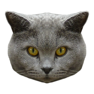 Kitten Wallpapers.apk 1.0.1
