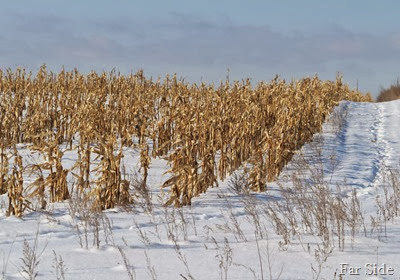 Corn Field Trails