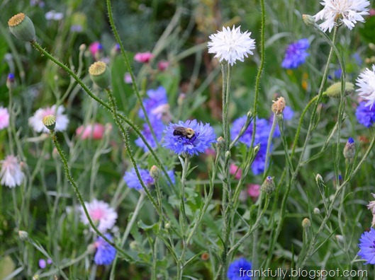 bees on wildflowers