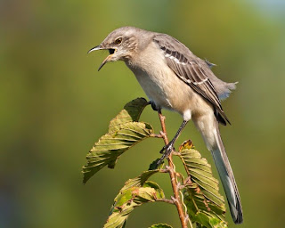 Suara burung northern mockingbird download suara burung northern mockingbird