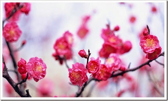 japan_cherry_blossoms_flowers_spring_season_pink_1600x900_14146