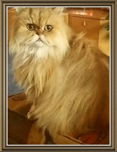 Biscuit - 10 years old