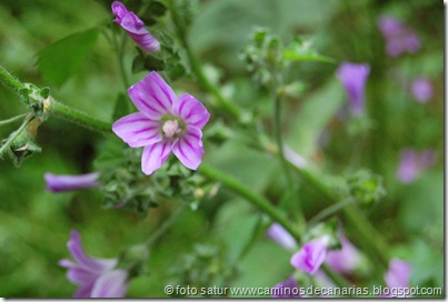 0659 Cruz Llanos-Utiaca(Malva bastarda) 0659 Cruz Llanos-Utiaca(Malva bastarda)