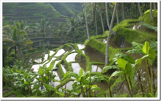 Terraced Rice Paddy Ubud Area Bali Indonesia
