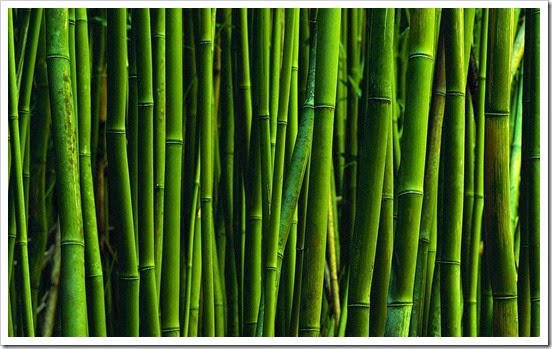 bamboo-wallpaper-1