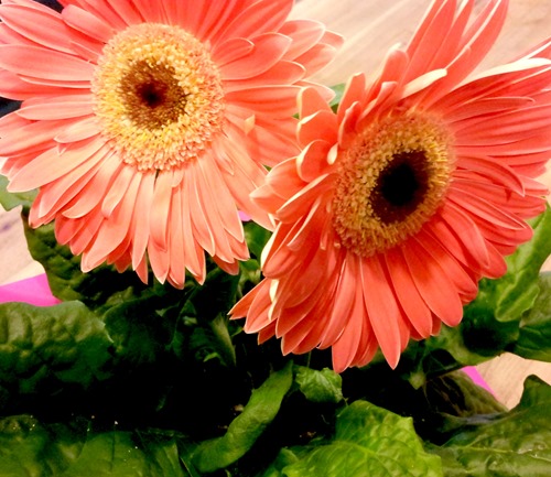 gerbera daisies