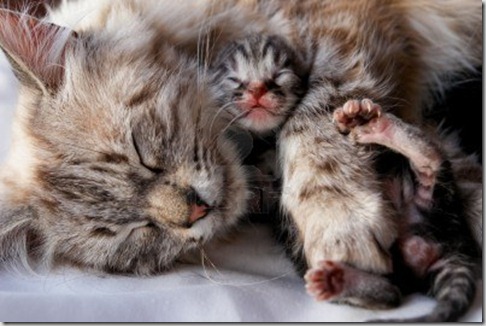 anemia-emolitica-gattino