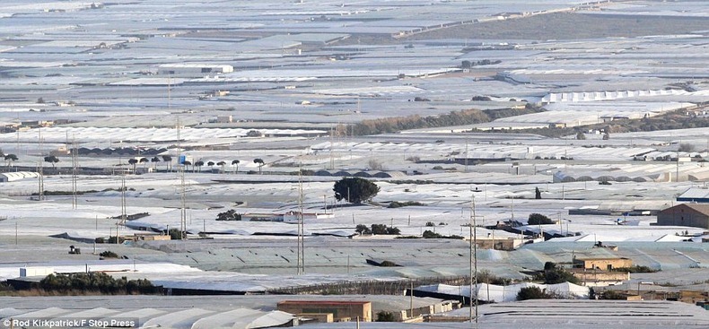 New fruit and veg freezing plant inaugurated in Almeria