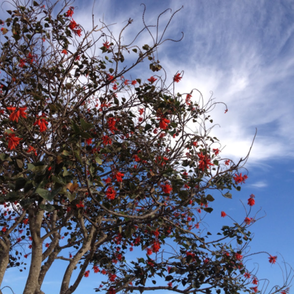 Coral tree