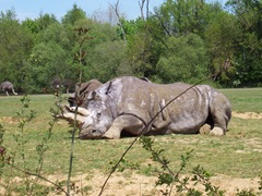 2008.04.26-003 rhinocéros