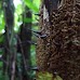 Hike around Finca Neblina del Bosque - La Rampla, Nicaragua esteli-jinotega-miraflor_069.jpg