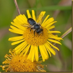 Bee on Common Fleabane, Pulicaria dysenterica