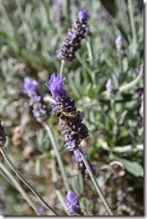 Lavender flower with bee