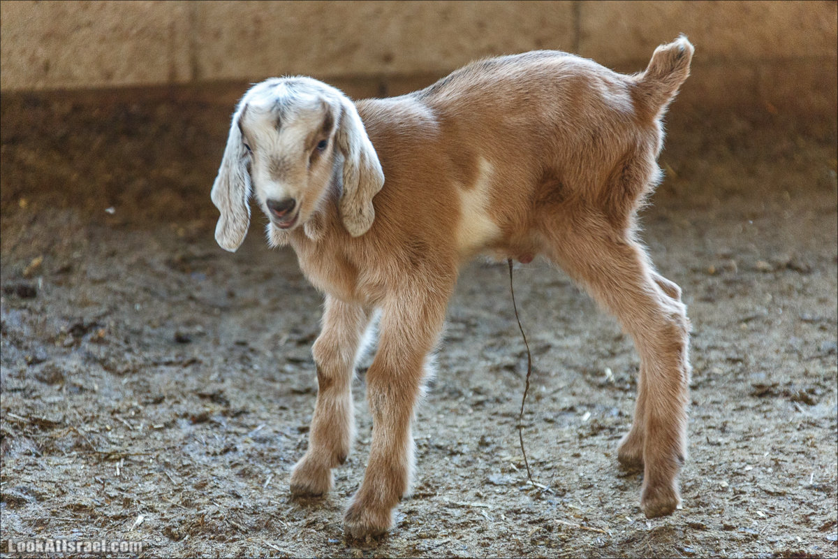 Менахемия - Козья Ферма Аз Из и медицинский музей Бейт ха-Рофе | Menahemia - As Is farm and medical museum | LookAtIsrael.com - Фото путешествия по Израилю | מנחמיה - חוות עז עיז ובית הרופא