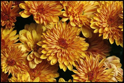 Chrysanthemums2