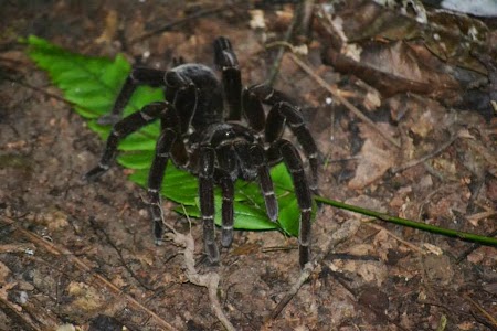 Jungla amazoniana: Tarantula
