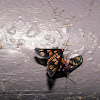 Orange-shoulder Wasp Moth