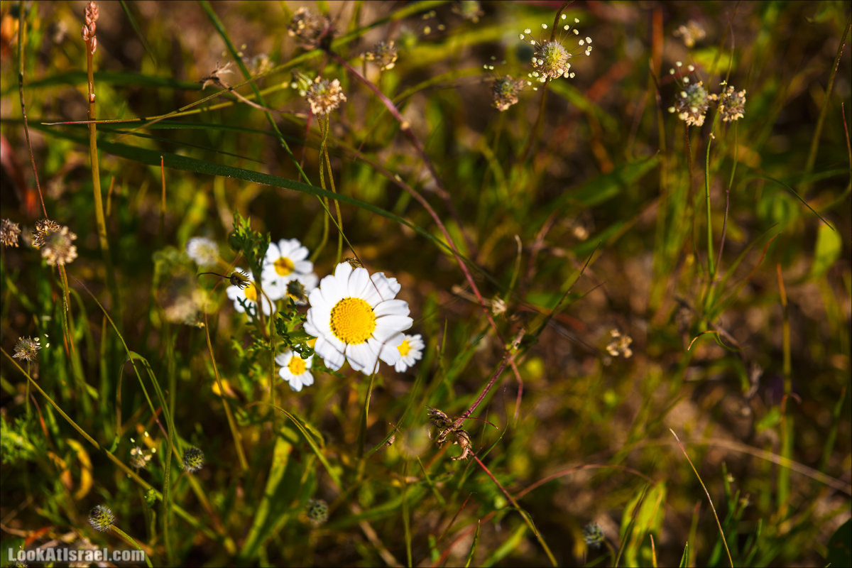 Анемоны (каланиет) пустыни Негев - Фестиваль Даром Адом в LookAtIsrael.com - Фото путешествия по Израилю | Red South festival of anemones in Negev | דרום אדום - קלניות בבארי