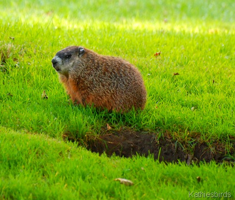 4. groundhog-kab