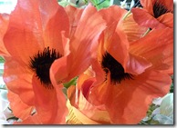 dp silk poppies