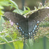 Eastern Tiger Swallowtail Butterfly (female dark form)