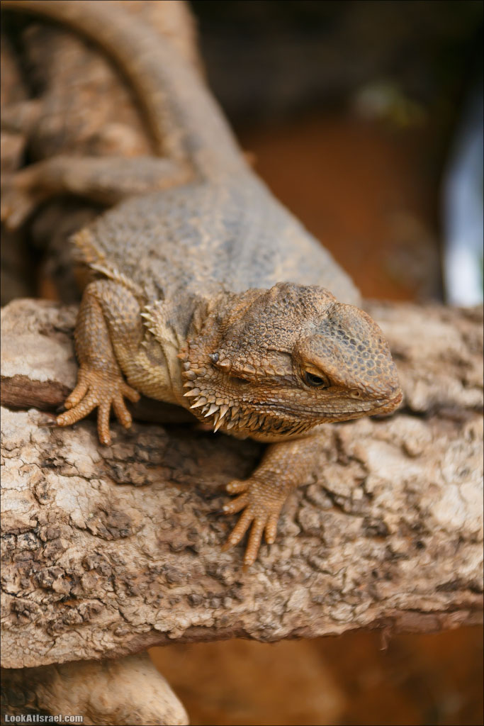 Ган Гуру - парк с кенгуру и другими австралийскими животными | Gan Guru | גן גורו | LookAtIsrael.com - Фото путешествия по Израилю