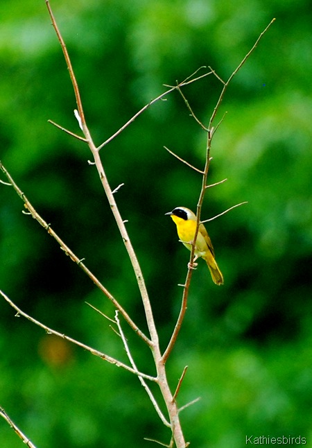 5. common yellowthroat-kab 5. common yellowthroat-kab