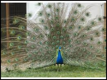 ash lawn peacock