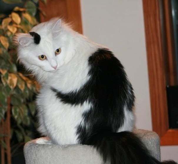 [gatos%2520con%2520manchas%2520cosasdivertidas%2520info%2520%25289%2529%255B2%255D.jpg]