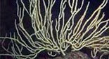 Méditerranée grotte sous-marine gorgone blanche épineuse