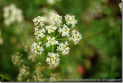 2861 Cicuta 2861 Cicuta