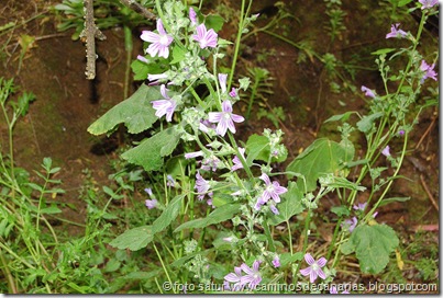 0658 Cruz Llanos-Utiaca(Malva bastarda) 0658 Cruz Llanos-Utiaca(Malva bastarda)