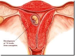 implantation bleeding embryo embed in uterine wall