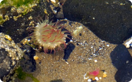 Anemones were everywhere in the tidepools.