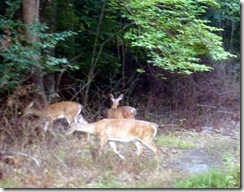 Deer at Tanglewood