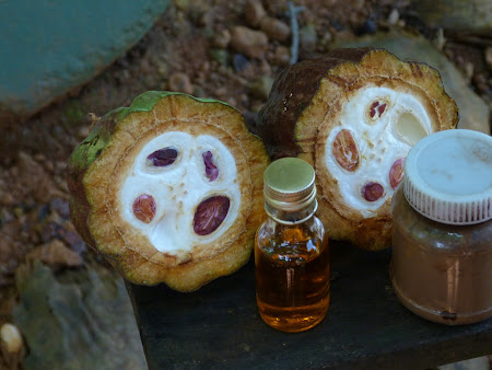 Imagini Sri Lanka: fruct de cacao