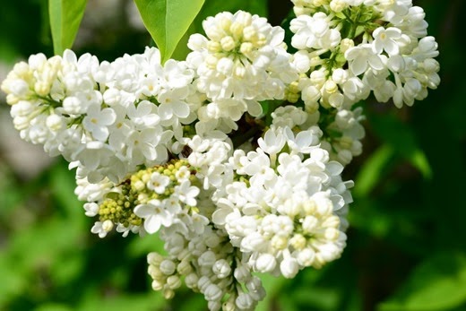 Lilac -white - lie-luck bush