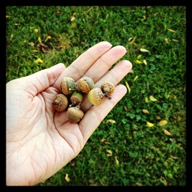 Fall Acorns