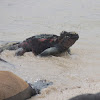 Marine iguana - Espaniola subspecies