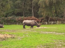 2013.10.26-010 rhinocéros