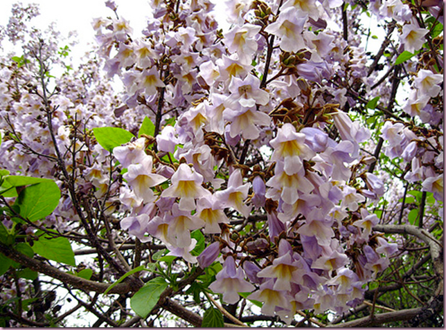 Paulownia tomentosa flowers