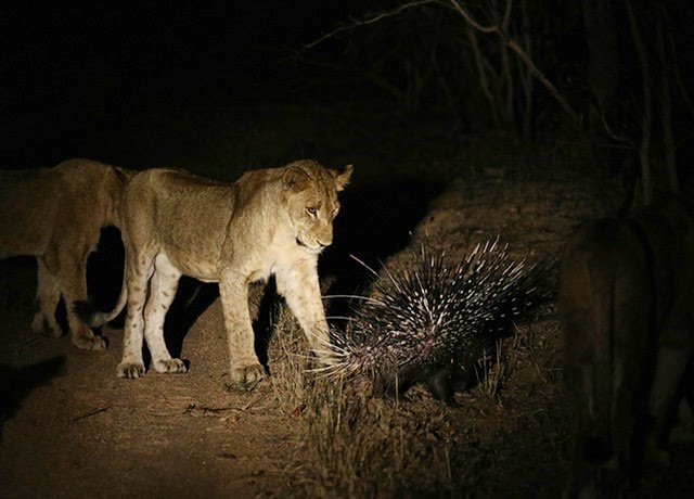 (Video) Un puercoespín se enfrenta a 17 leones
