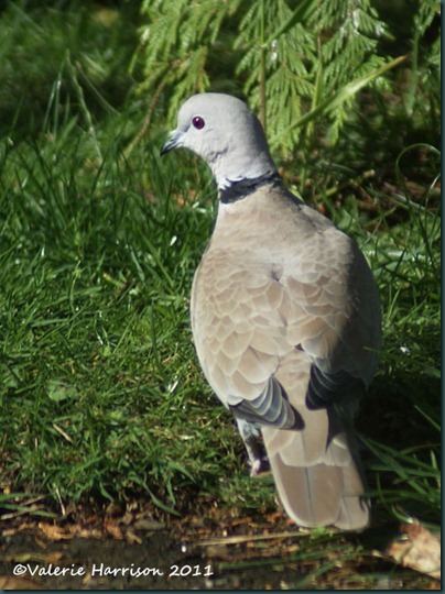 16 collared-dove