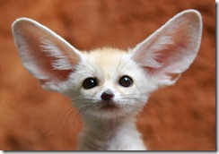 big-ears-animal