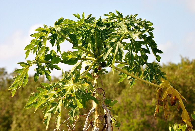 [10a---Tree-Walk---Wild-Papaya2.jpg]