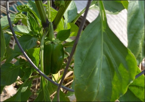 bell peppers July 8