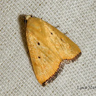 Black-bordered Lemon Moth