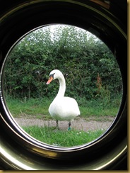 IMG_0021 Swan at Wheelock